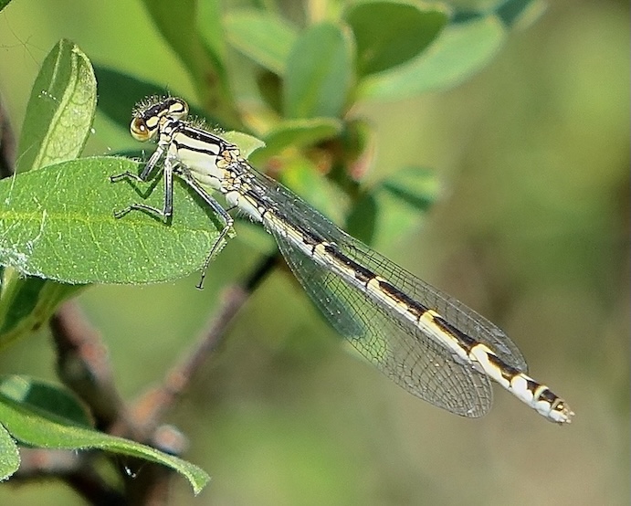 common blue damselfly